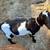 Mini lamancha goat 1 thumbnail