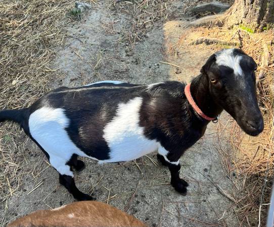 Mini lamancha goat 1