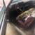 1964 Cadillac CDV coupe de ville 4 thumbnail