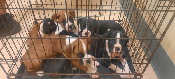 CKC Boxer puppies (Ariton)63611946363521123