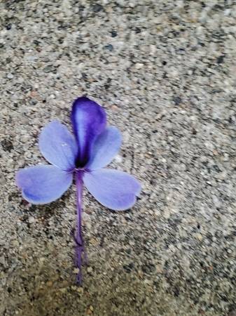 Butterfly Plant/Shrub/Bush - $45 (Santa Monica)63471467456003122