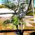 36” Multi King Palms Trees 2 thumbnail