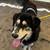 Gorgeous Shepsky needs rescue asap!! 2 thumbnail