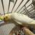 cockatiel 7 thumbnail