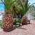 LANDSCAPING YARD CLEAN UPS AND TREE TRIMMING AVAILABLE IN ALL LASVEGAS 7 thumbnail