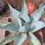 Cactus in pots/ plants 6 thumbnail