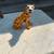 Mid Century ceramic Leopard / Cheetah statue A147 2 thumbnail