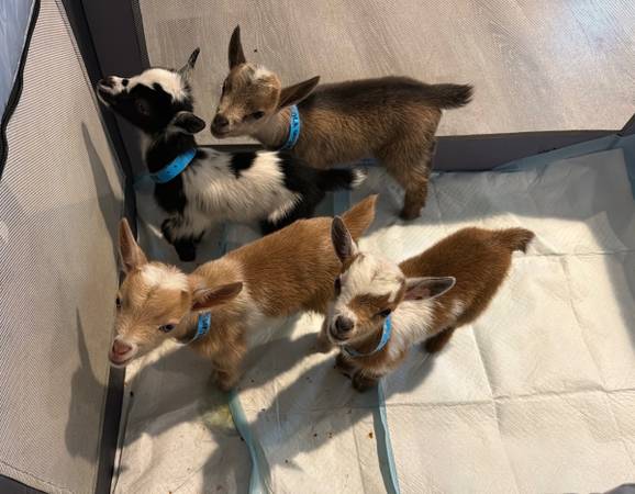 Wethers nigerian dwarf bottle babies 1