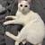 Rehoming beautiful white cat 1 thumbnail