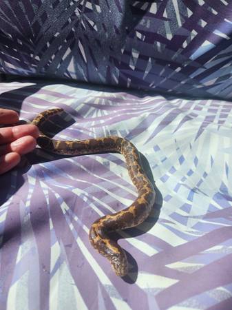Kenyan Sand Boa-Fee $40! (Sacramento)63679359468931120