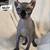 Sphynx  ELF Male and two  ELF females 5 thumbnail