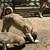 Anatolian shepherd 3 thumbnail