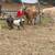 4 Nigerian Dwarf Does 8 thumbnail