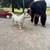 Dog 6 thumbnail