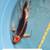 Koi fish for sale 6 thumbnail