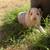 Farm/Garden 1 thumbnail
