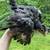 Chickens, Chicks, Pullets, Peeps 8 thumbnail