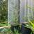western red cedar 2 thumbnail