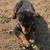 Mini Aussies 4 thumbnail