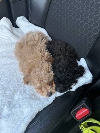 Shih Poos for sale (JBER)64141761234434122