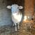 ram lamb 1 thumbnail