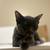 KITTENS 6 thumbnail