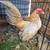 Azteca bantam chickens 1 thumbnail