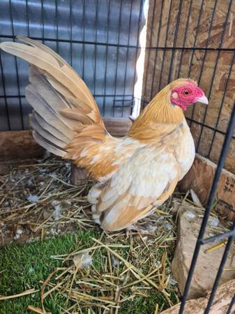 Azteca bantam chickens 1