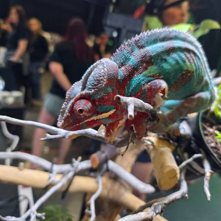 Show me Reptile Show this weekend! (Opryland events center)63664482537731120