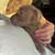 2 male full blooded pit pups 6weeks old 2 thumbnail