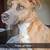 Fixed Pitbull Mix Female FREE 1 thumbnail