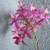 Epidendrum Radicans, Rare Purple Orchid 7 thumbnail