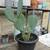 Large "Lonestar" Carved Spineless Prickly Pear Cactus 4 thumbnail