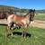 AQHA roan colt 1 thumbnail