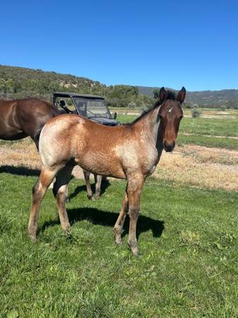 AQHA roan colt 1