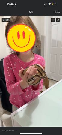 Ball pythons (Hamlin)63671554885505123