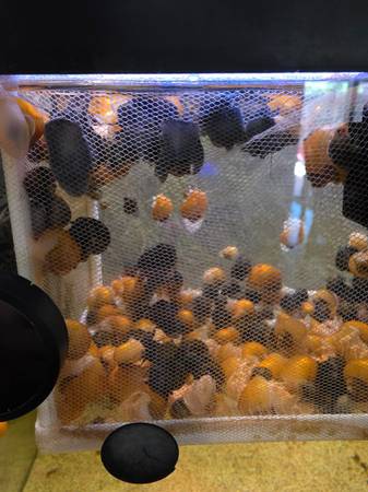 Mystery snail net (Southwest Bakersfield)