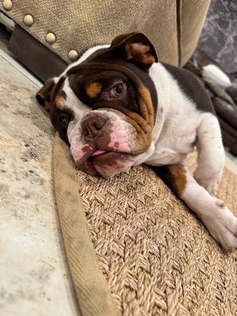 Bulldog necesita un nuevo hogar (Folsom)63679272597123120