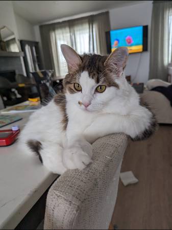 Free 1yr Old Cat, very sweet and cuddly (Post Falls)63970073157250123