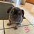 English/Frenchie Mix Puppies 11 thumbnail