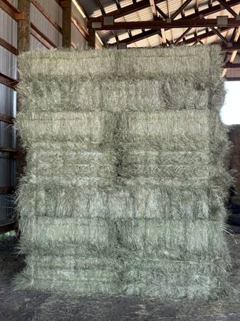 Meadow Grass- first cutting 1