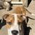 Beagel mix bulldog 1 thumbnail