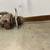 Vintage Mall 2MG Gas 31 Inch Chainsaw 2 thumbnail