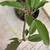 Plumeria plant 3 thumbnail