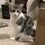 Kittens for Adoption 2 thumbnail