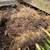 Bamboo  Spring Clumping Species Solve Your Privacy Problem 2 thumbnail