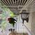Cherry Head Conure 5 thumbnail
