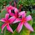Madeline Plumeria $20 & Up Well Rooted Plants 6 thumbnail
