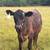 Heifer calf 1 thumbnail