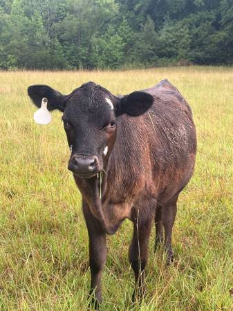 Heifer calf 1